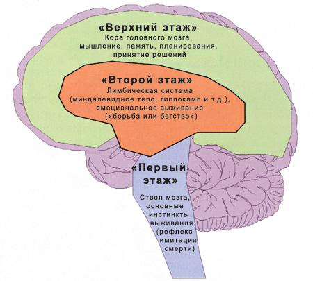 мозг человека. уровни управления